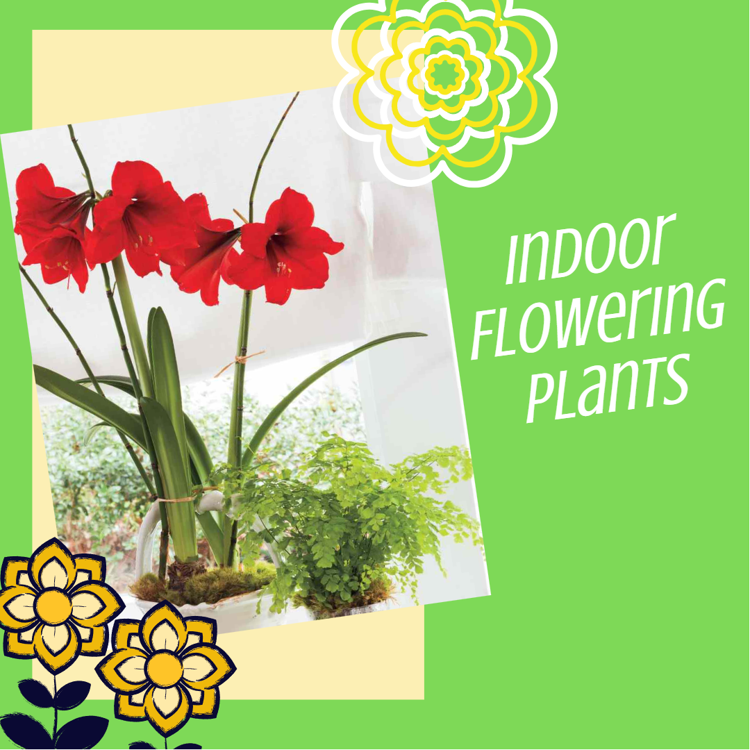 easy flowering houseplants, flowering indoor plant