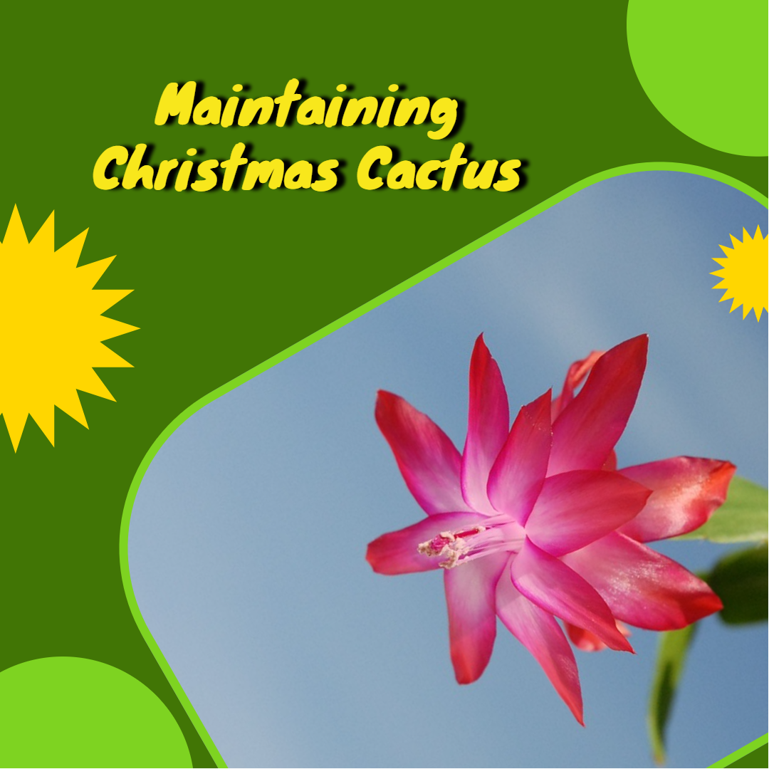 maintenance on cactus, maintaining christmas cacti