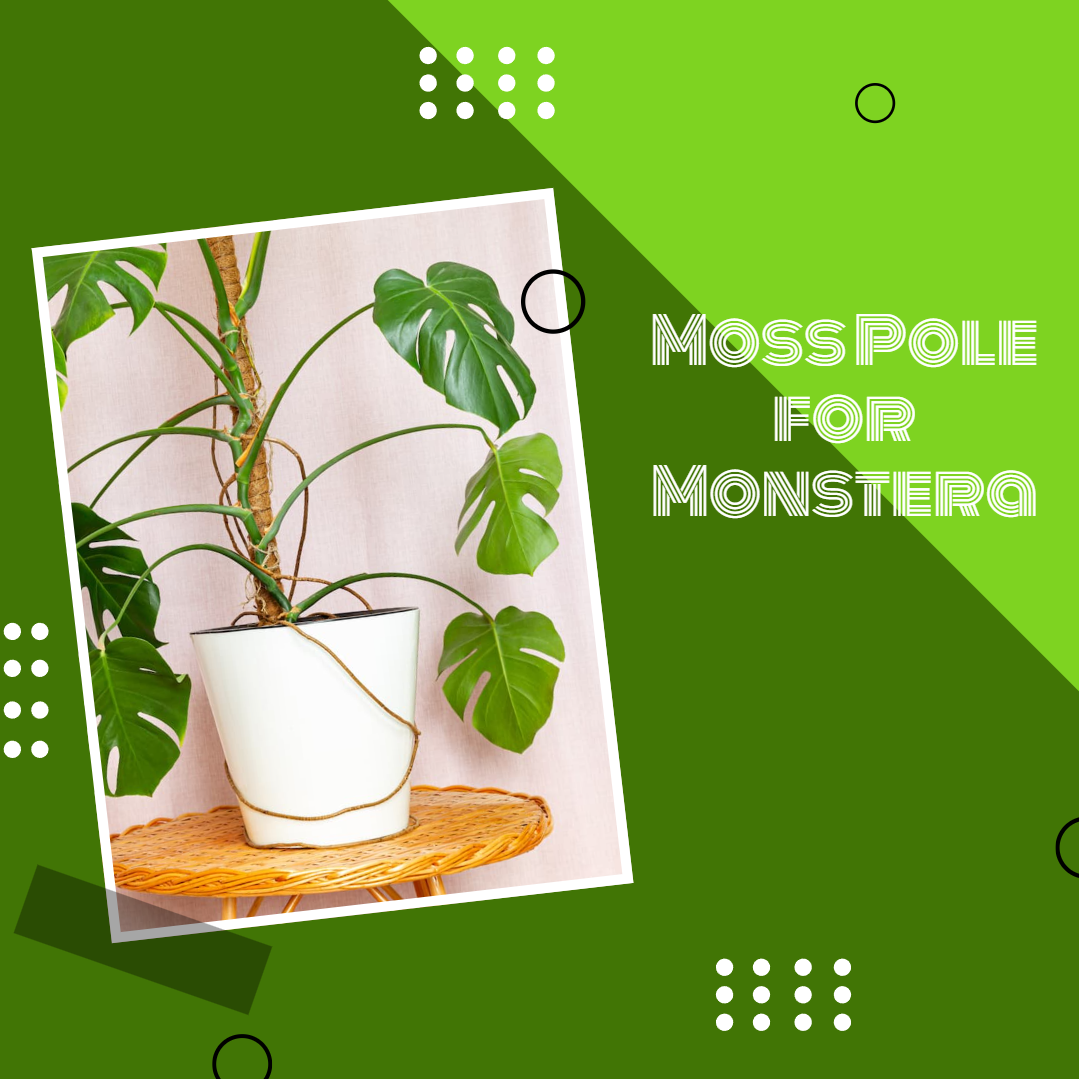 moss pole for mosntera, moss pole moist, climbing plants