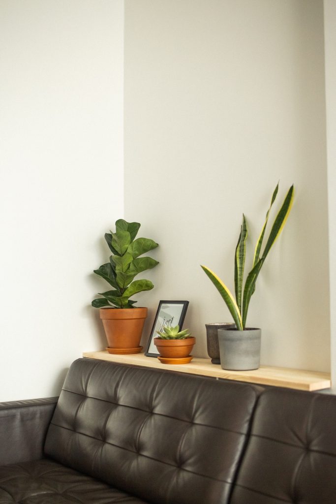 interior design plant