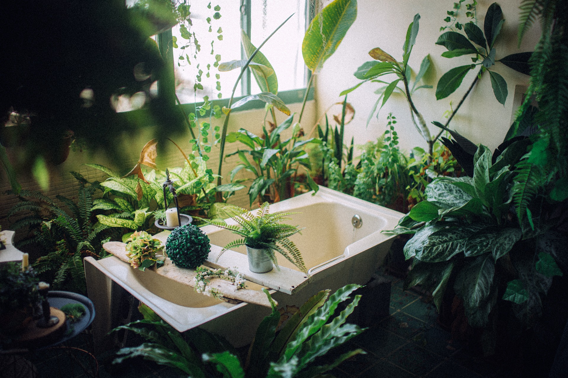 A picture of a bathroom with air plants, indirect light and bright light