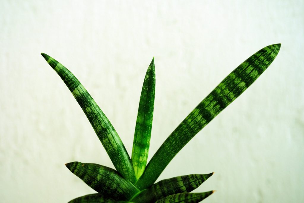 sansevieria