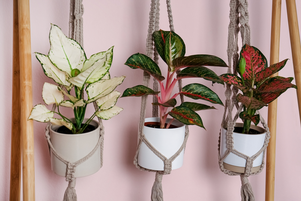 Hanging Self-Watering Pot