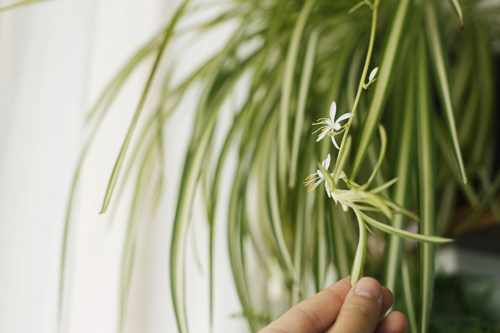 propagating spider plants