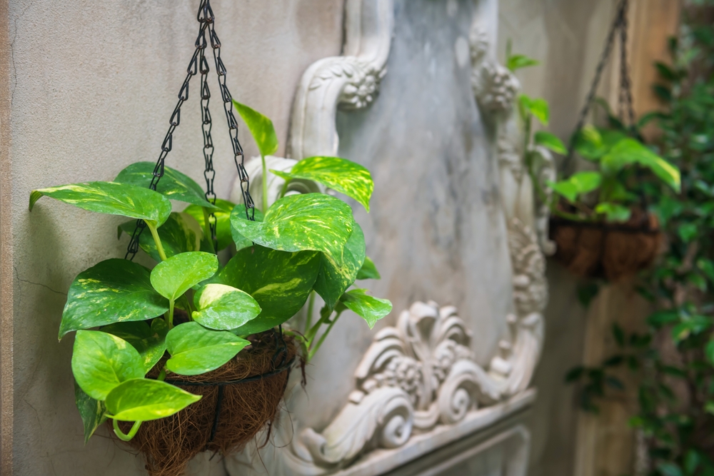 Hanging Self-Watering Pot