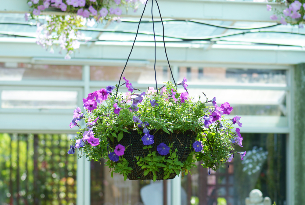 petunia in hanging pot