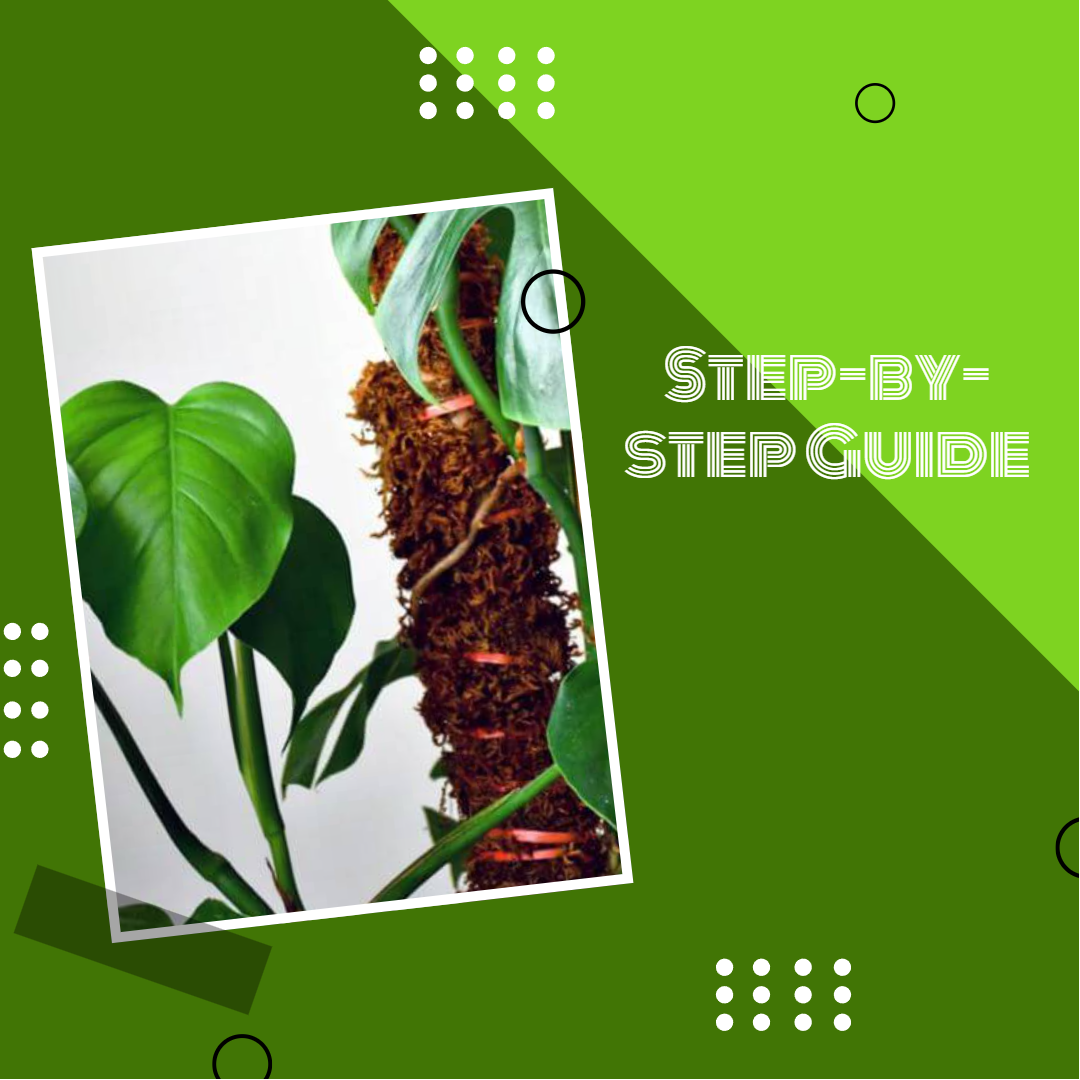 step by step guide, monstera pole, potted monstera, other plants