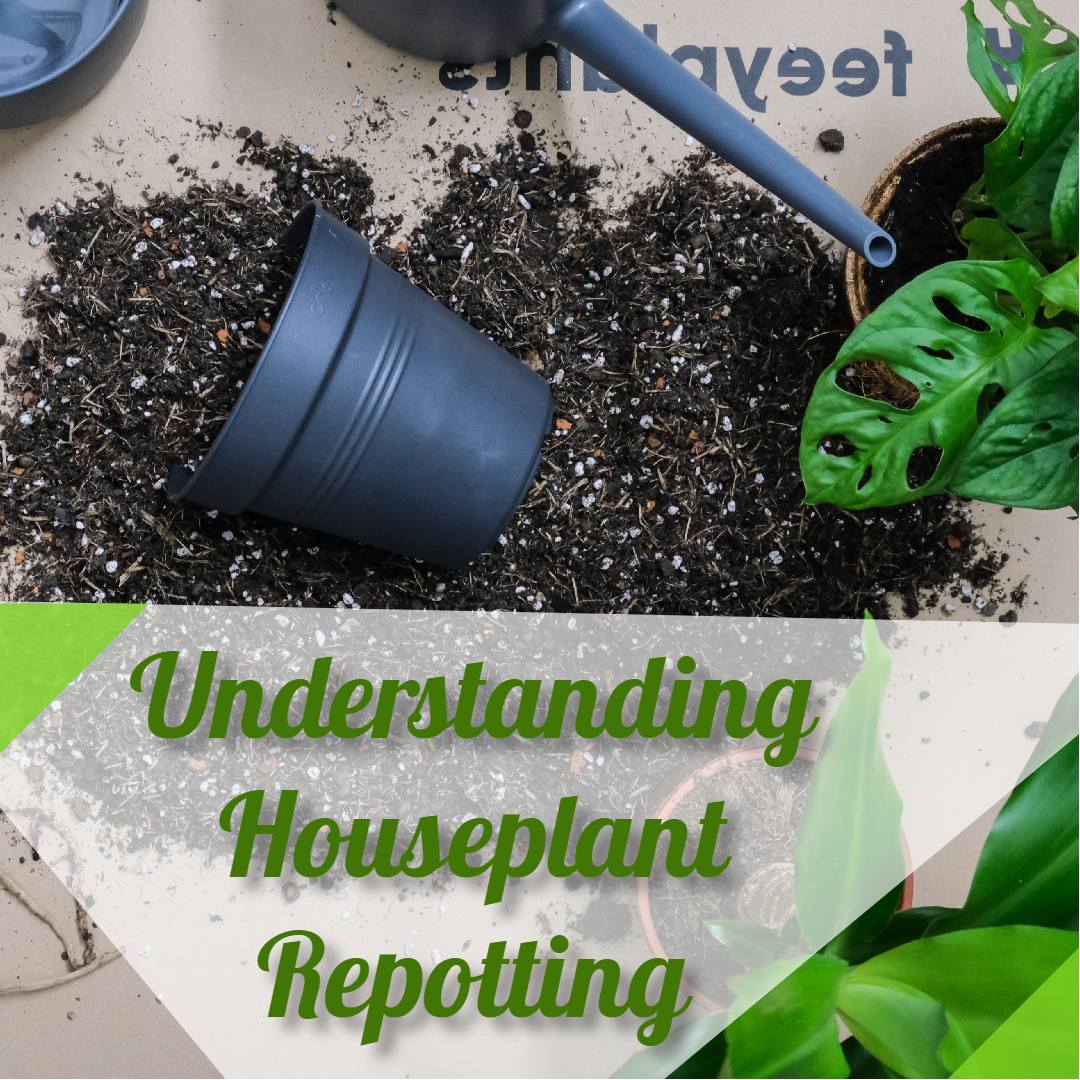 houseplant repotting