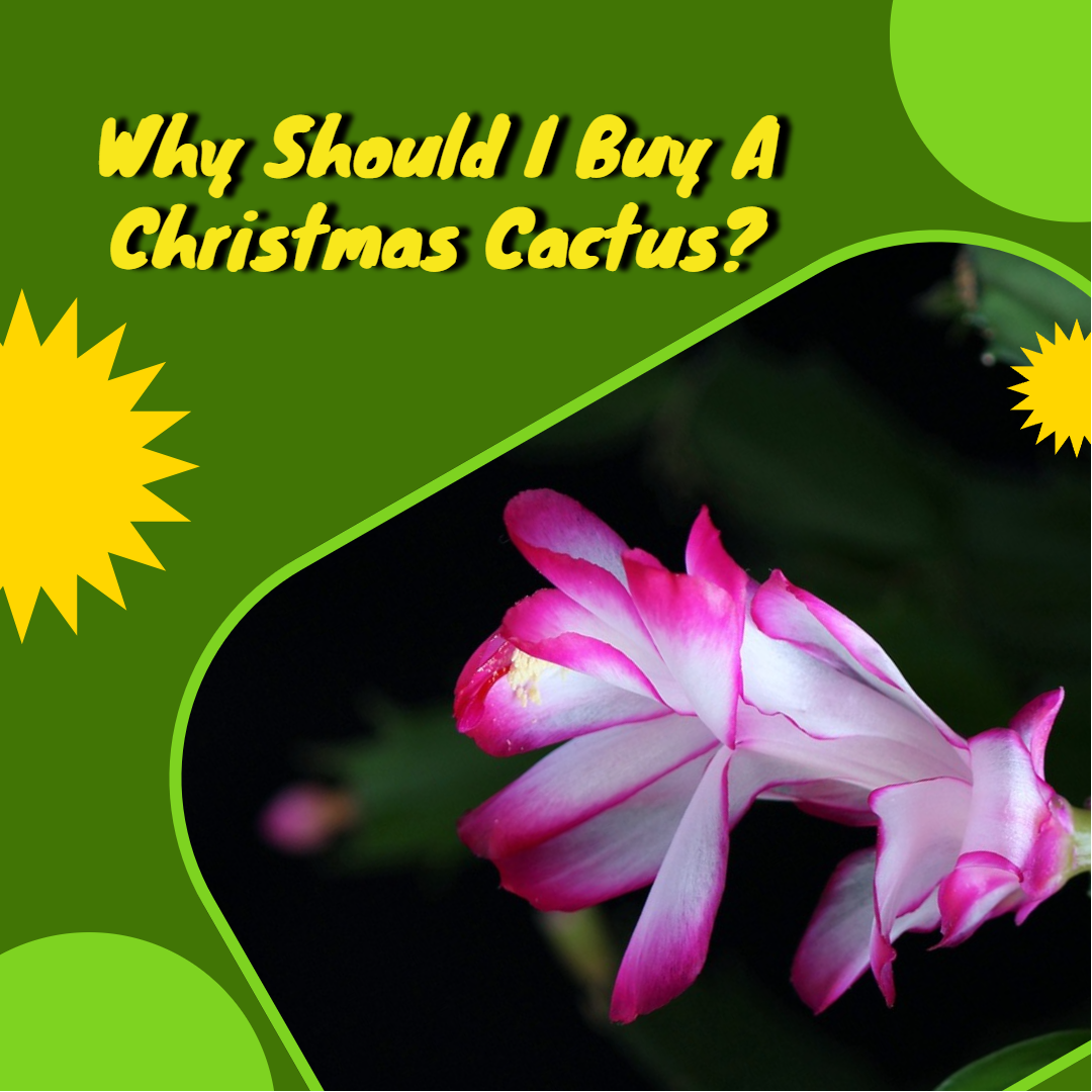 chrsitmas cactus, cool room, cool temperatures