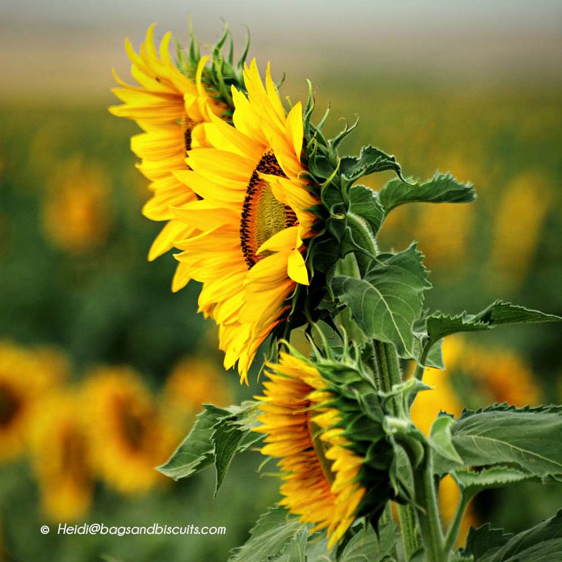 Sunflower: Flowers that Move / Flickr / David and Heidi Medina