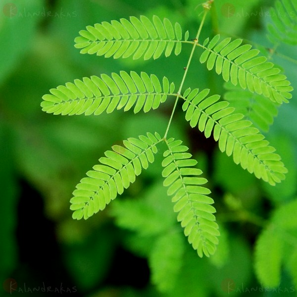 Sensitive Plant / Flickr / J3SSL33