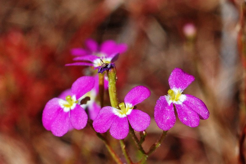 Trigger Plant / Flickr / Jean and Fred Hort