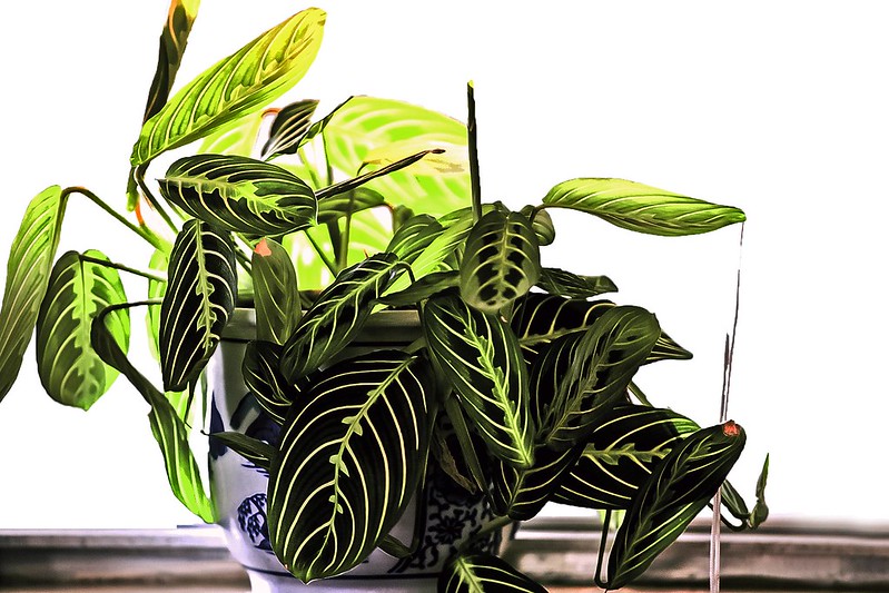 Beautiful Prayer Plant that Move / Flickr / Carol Von Canon