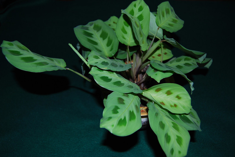 Prayer Plant Moving When Touched / Flickr / Jackie