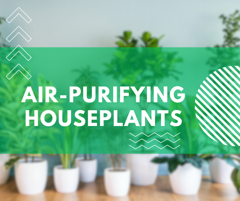 air-purifying houseplants