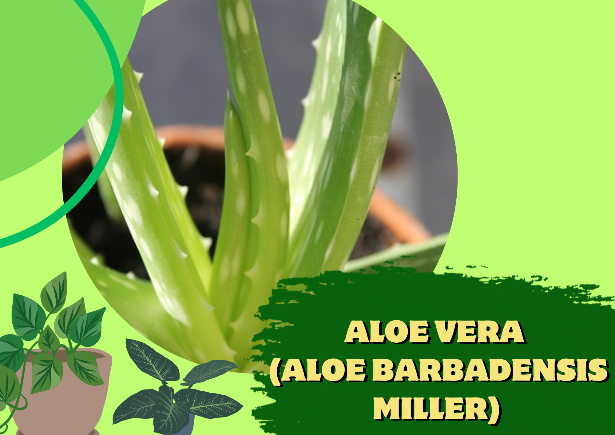 aloe vera