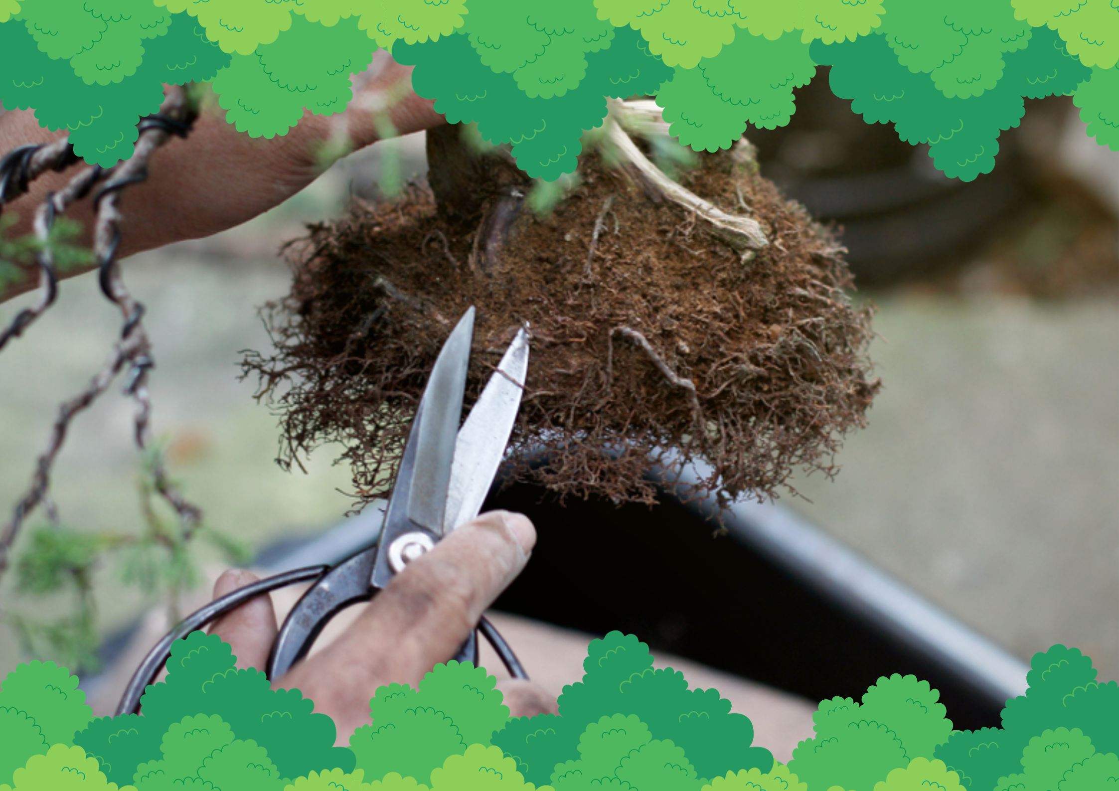 Best Time for Bonsai Root Trimming