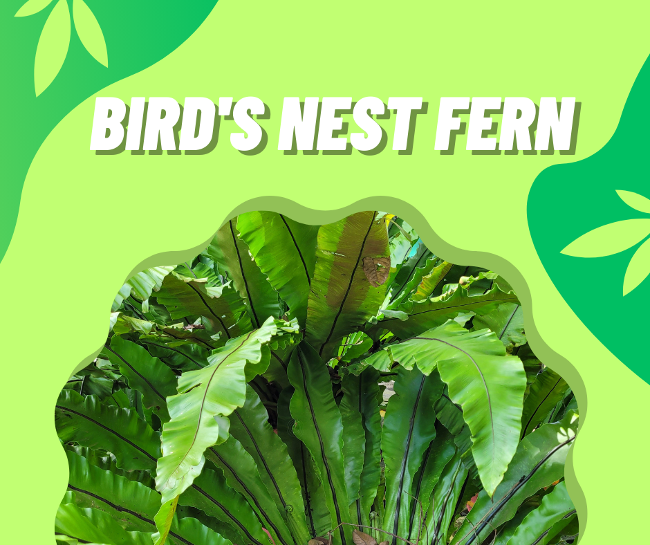 bird's nest fern