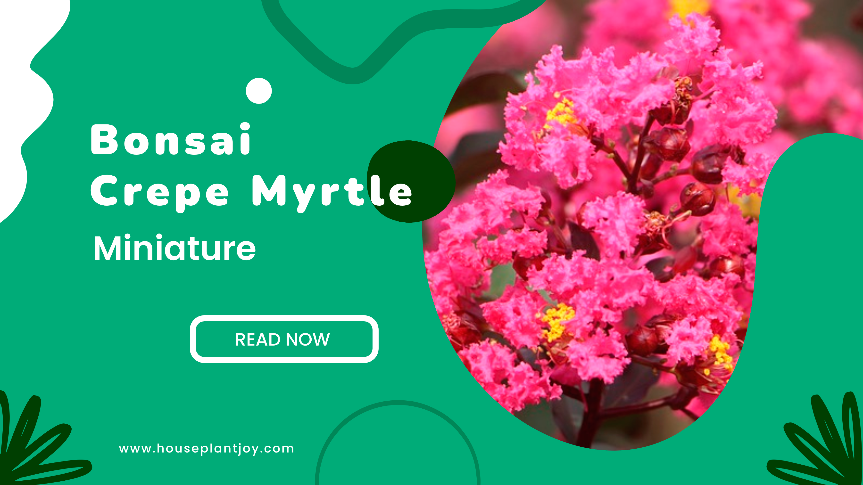 Bonsai Crepe Myrtle Miniature