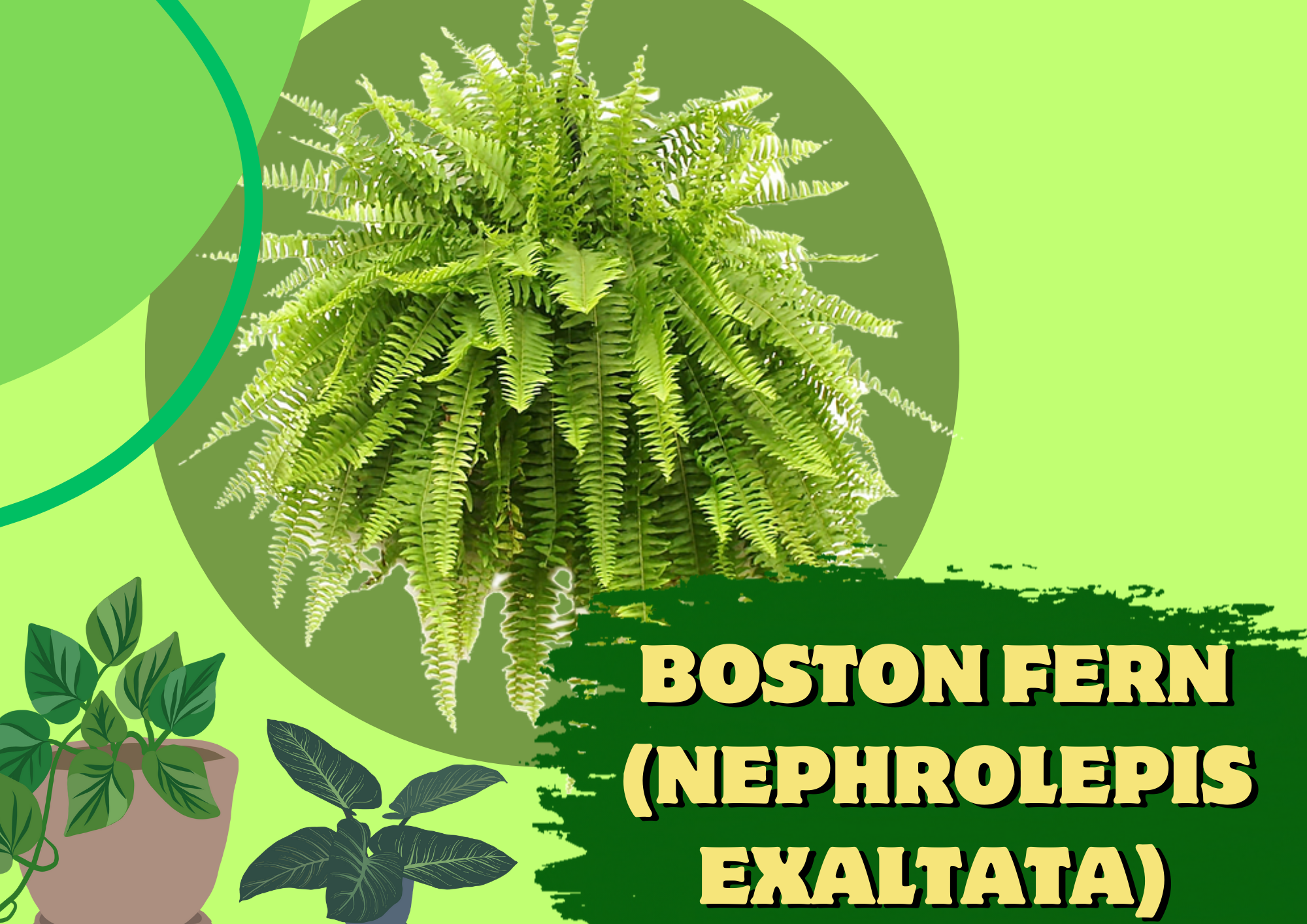 boston fern