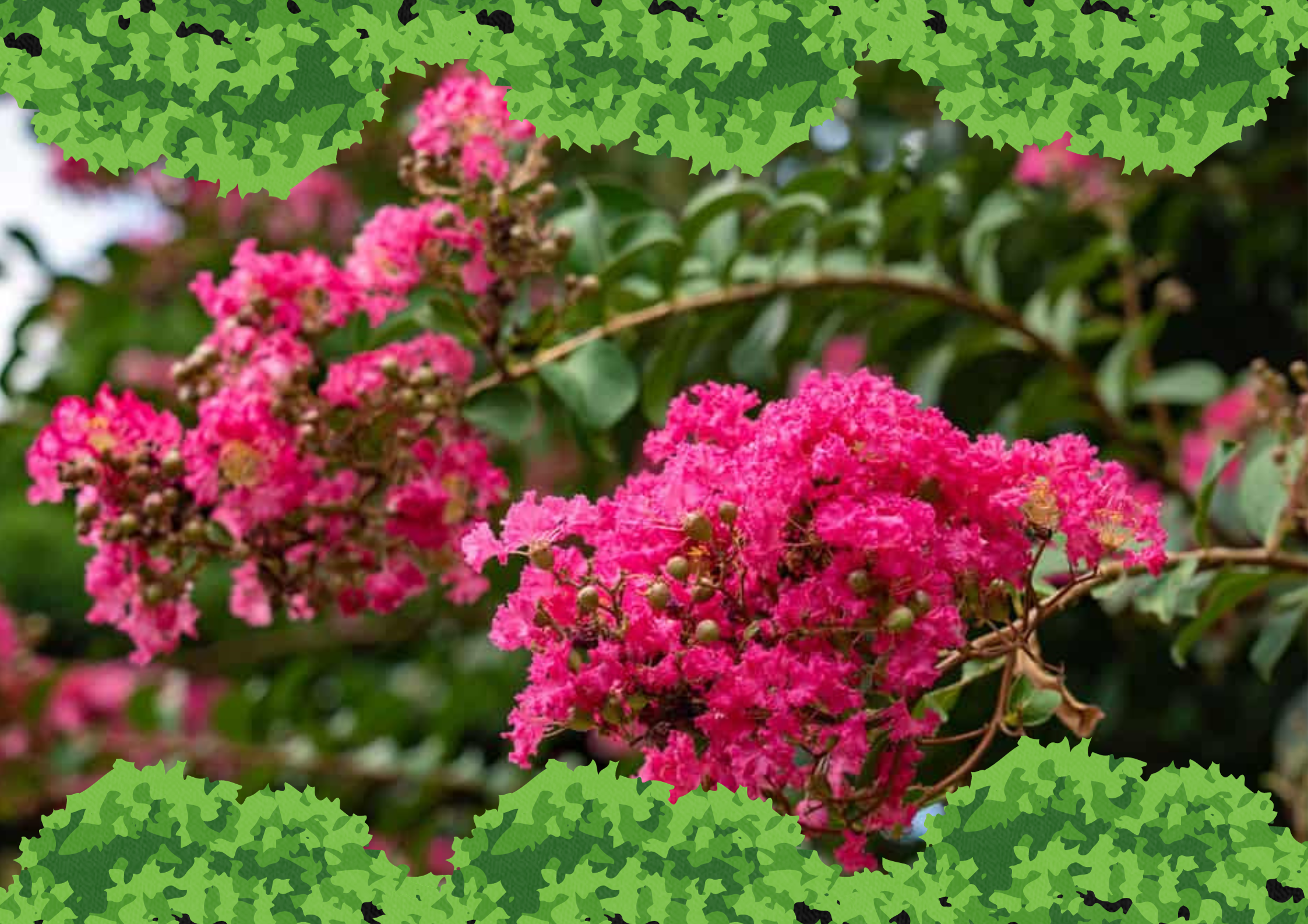 Crafting Your Bonsai Crepe Myrtle A Step-by-Step Guide