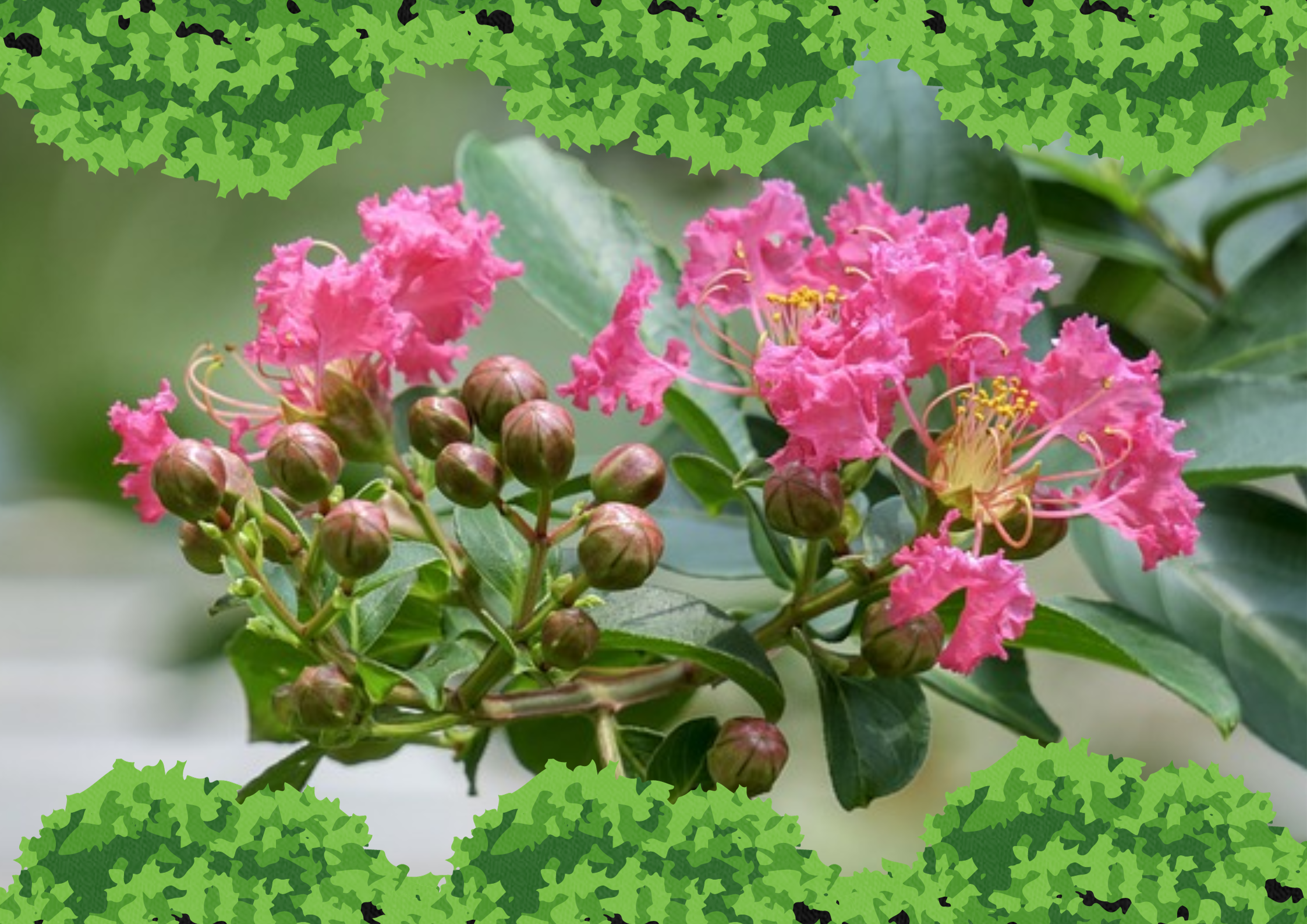 Crepe Myrtles intro