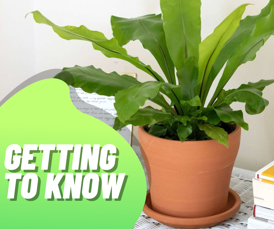 getting to know bird's nest fern