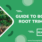 Guide to Bonsai Root Trimming