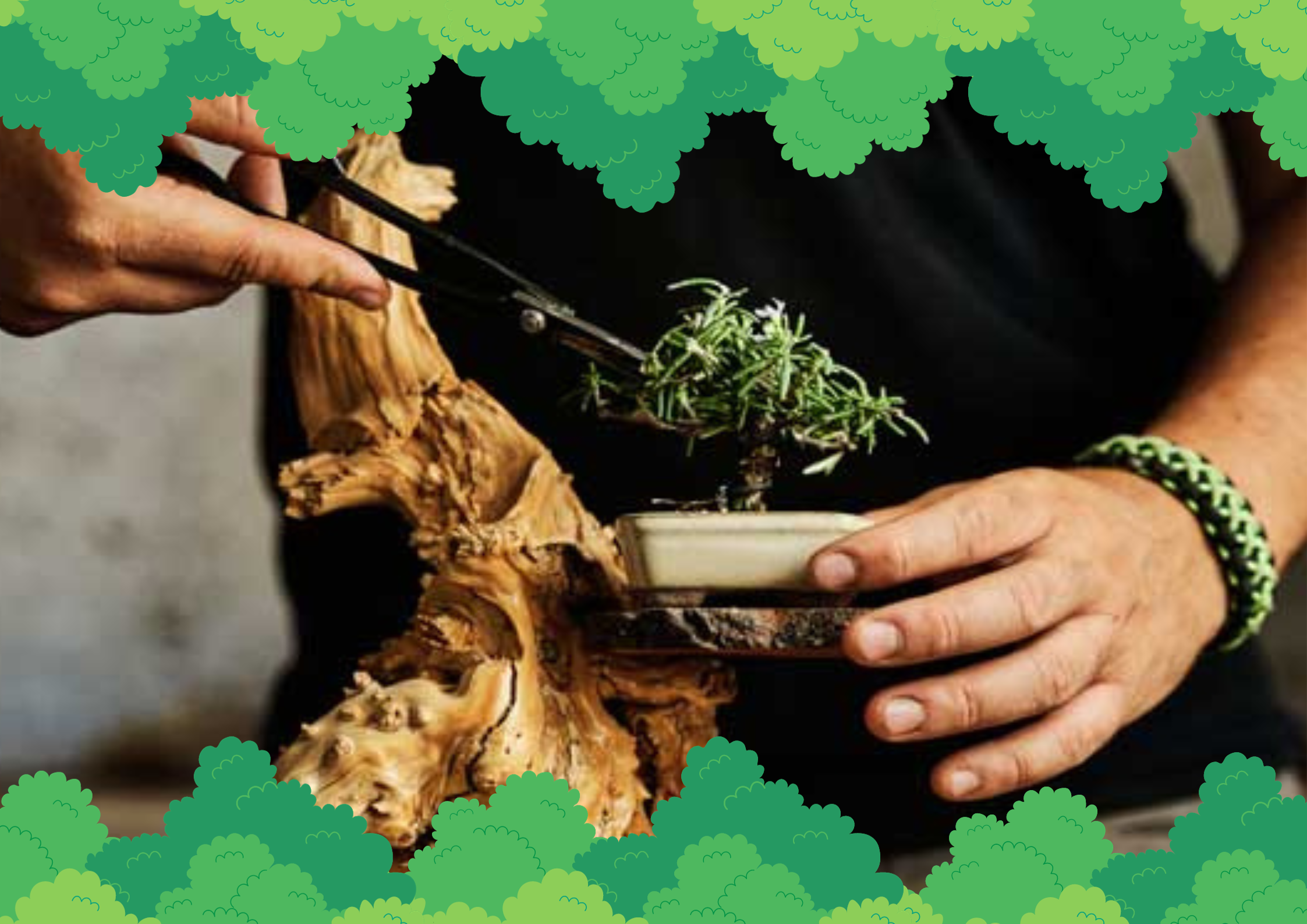 Keeping Bonsai Root Systems Healthy