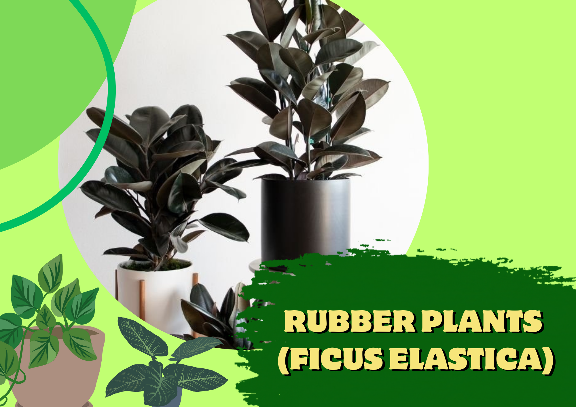 rubber plant