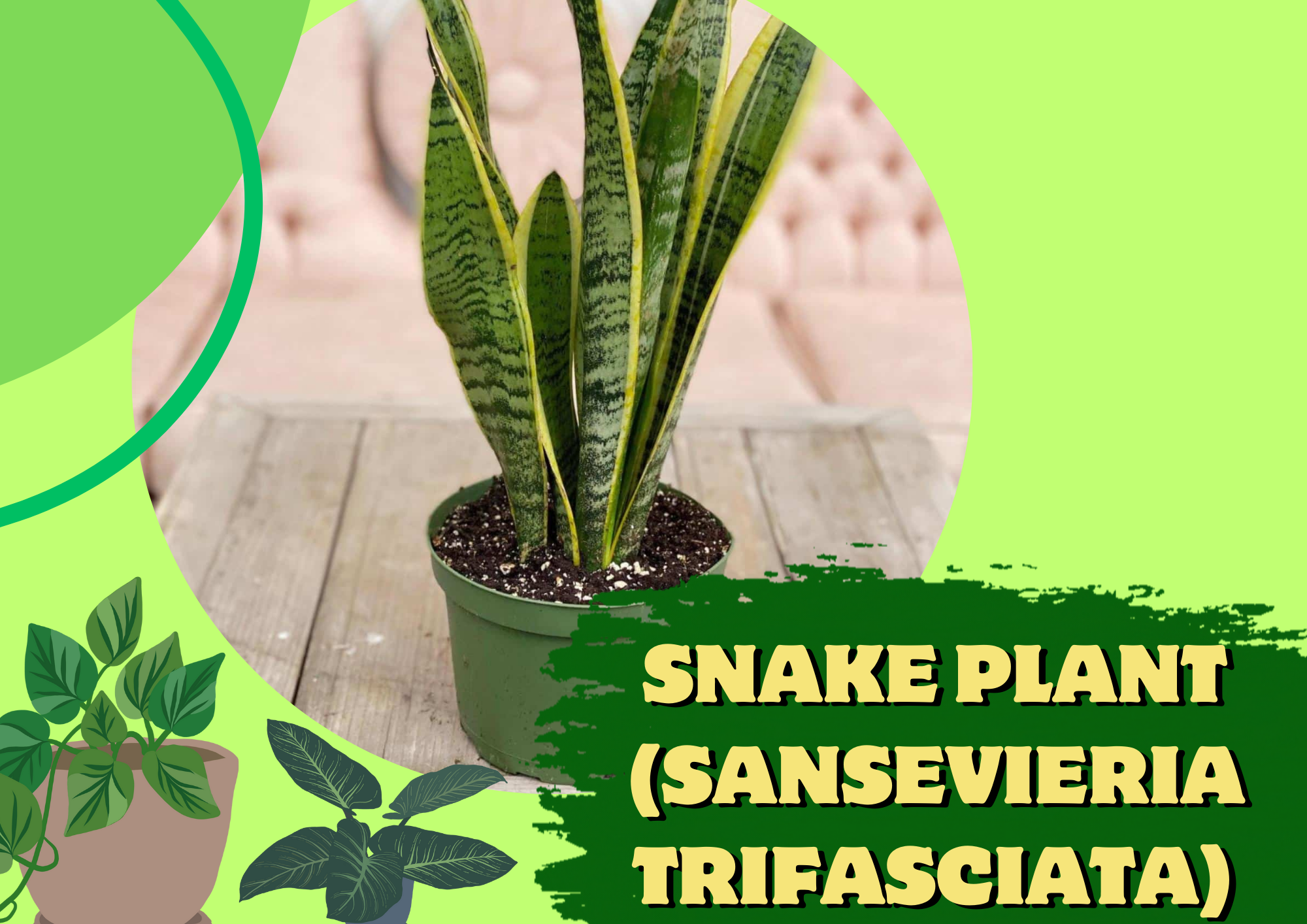 snake plant