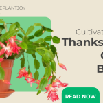 thanksgiving cactus