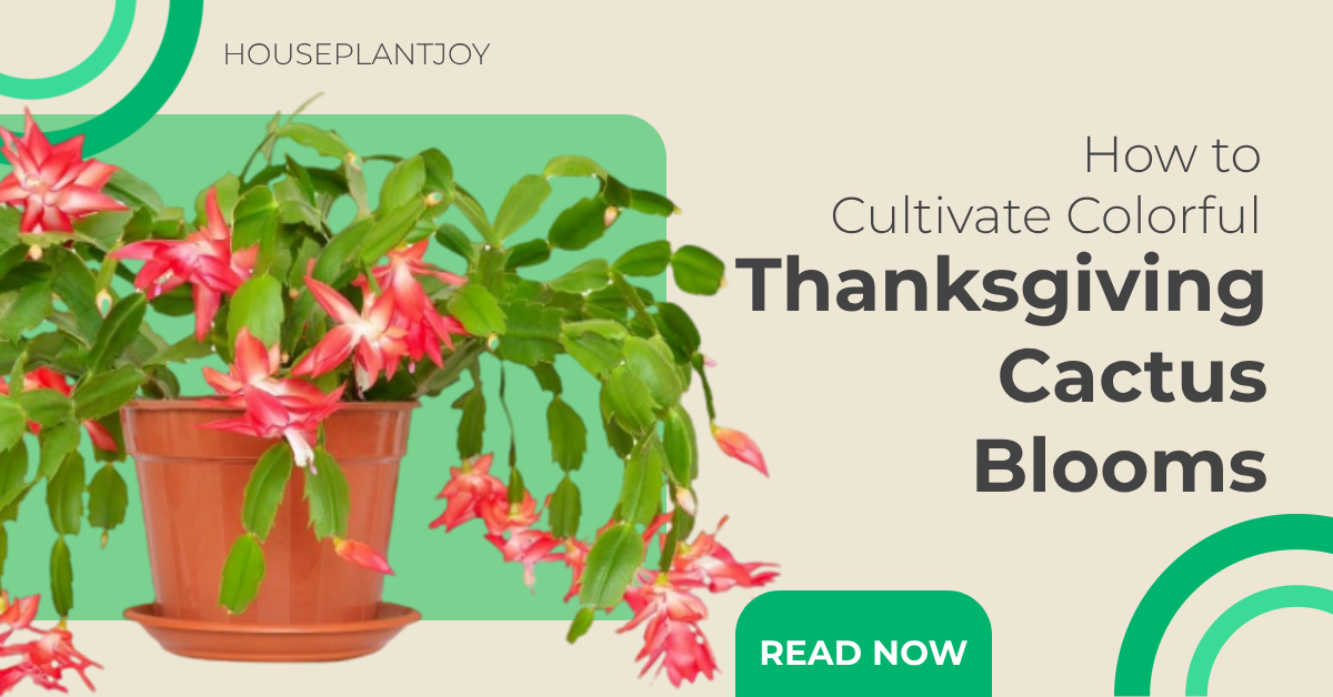 thanksgiving cactus