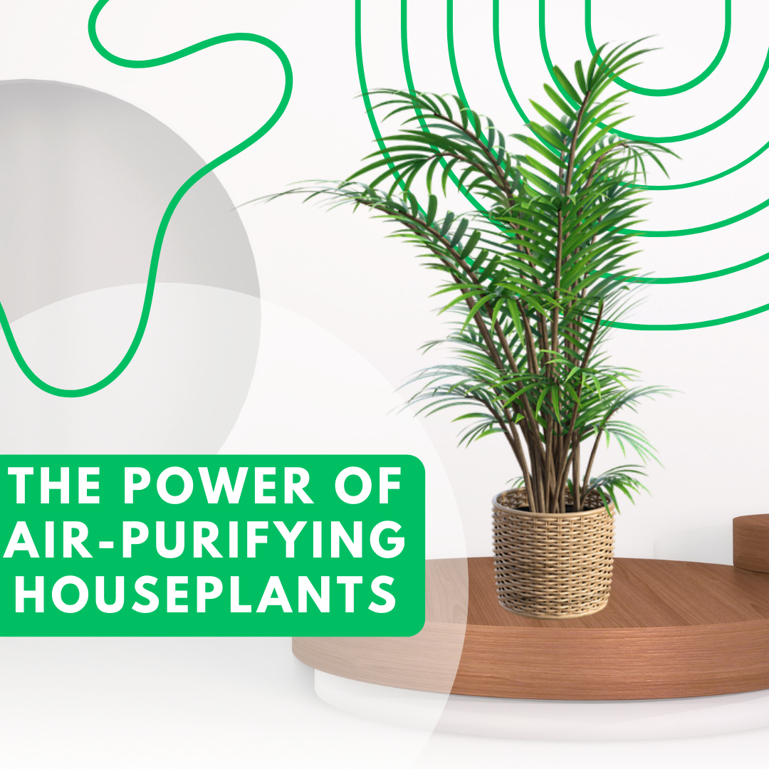 air-purifying houseplants