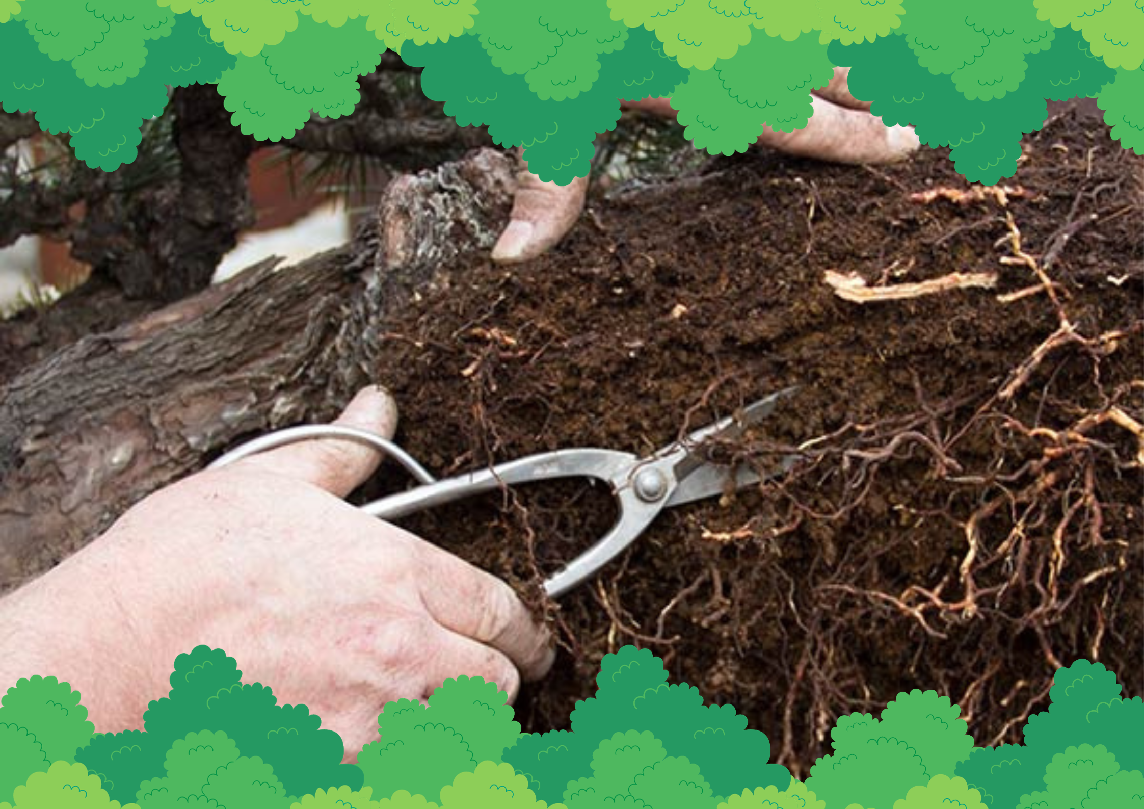 Tools for Bonsai Root Trimming