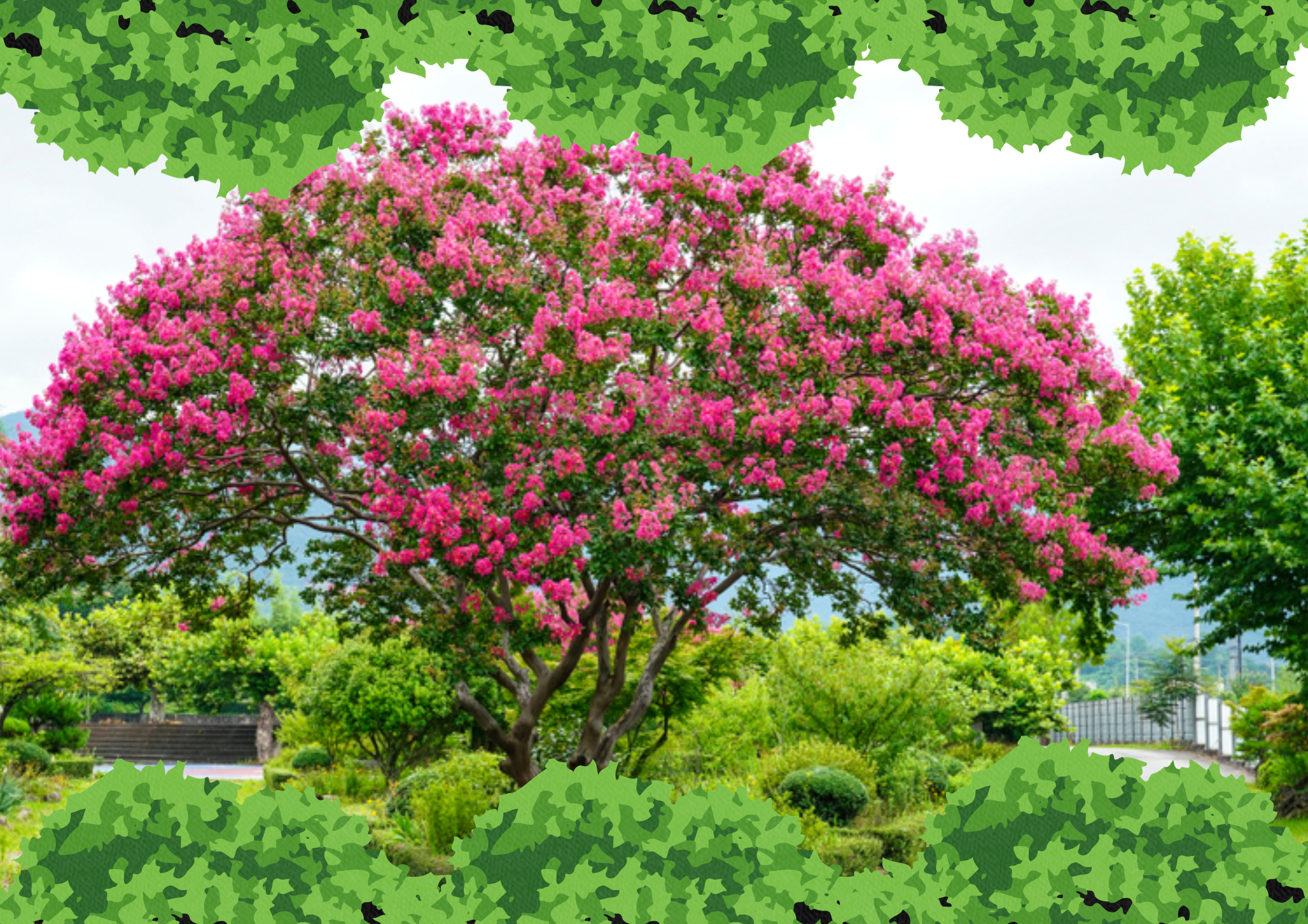 Understanding the Crepe Myrtle