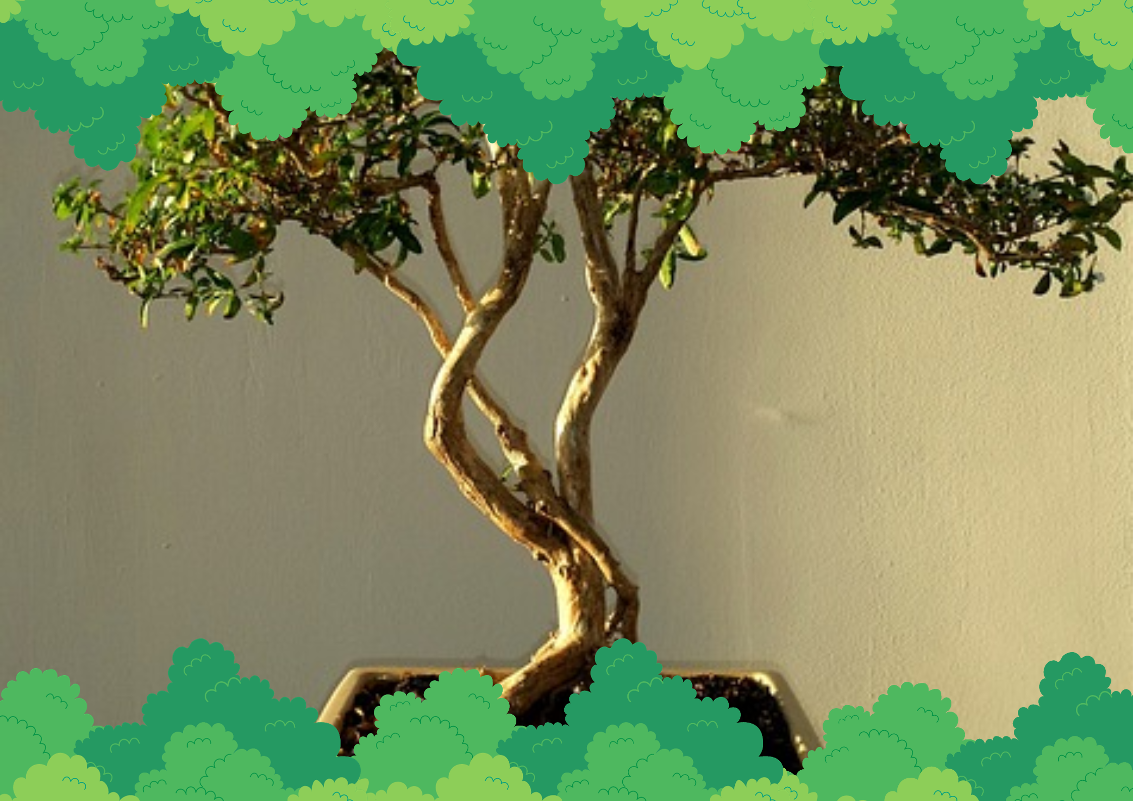 When to Trim Bonsai Roots