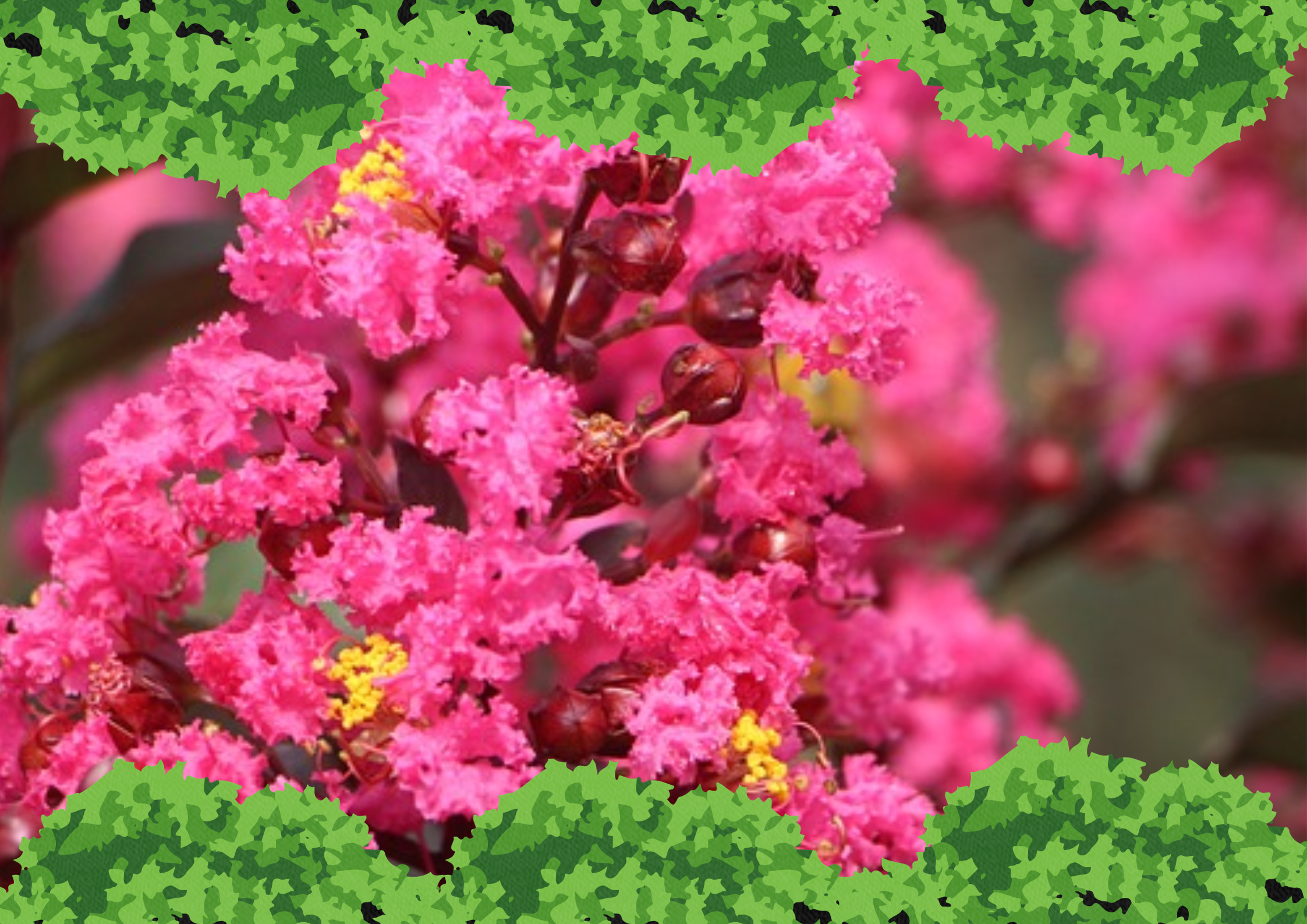 Why Choose Miniature Crape Myrtles for Bonsai