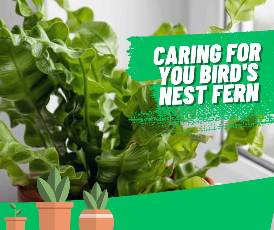 caring bird's nest fern