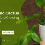 ric rac cactus