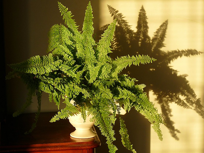 Boston Fern in Filtered Sunlight / Flickr / Hornbeam Arts